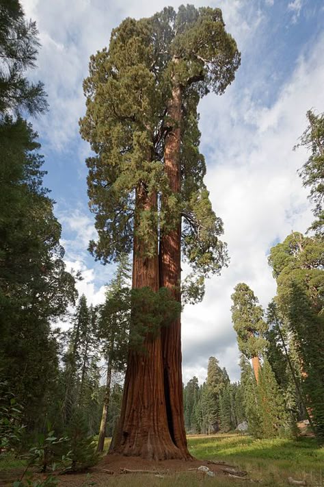 Ed By Ned - our favorite sequoia trees Sequoiadendron Giganteum, Sequoia Tree, Amazing Trees, Big Trees, Redwood Tree, Large Tree, Beautiful Trees, Sequoia National Park, Old Trees