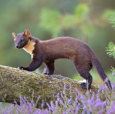 Pine Martens, Pine Martin, Mink Animal, Pine Marten, Fawns Deer, Floppy Disk, Forest Creatures, Wild Creatures, Rare Animals