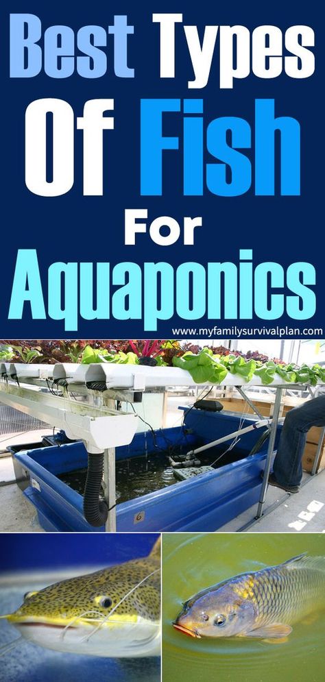 Carp Fishing, Commercial Aquaponics, Channel Catfish, Cooking Fish, How To Cook Fish, Aquaponics System, Fish Farming, Types Of Fish, Koi Pond