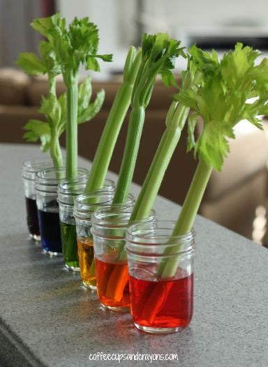 Celery Transpiration Experiment for Kids! This is a fun activity for kids to learn the scientific method. Celery Experiment, Vetenskapliga Experiment, Workout Barbie, Water Science Experiments, Science Experience, Experiment For Kids, Kid Science, Summer Science, Science Experiments For Preschoolers