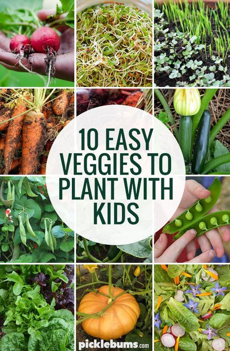 Ten easy veggies to grow with kids Easy Veggies To Grow, Easiest Veggies To Grow, Vegetable Garden At Home, Easy Veggies, Veggies To Grow, Start A Vegetable Garden, Preschool Garden, Garden At Home, Starting A Vegetable Garden