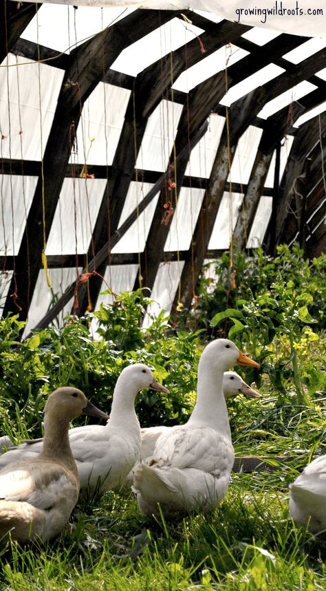 Duck Aesthetic, Keeping Ducks, Duck Pens, Duck Farm, Farm Inspiration, Backyard Ducks, Duck Coop, Hobby Farming, Chicken Drawing