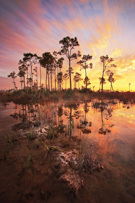 Everglades, Florida.  The Everglades were amazing, I read once that you either loved them or hated them.  I loved them. Everglades Photography, Moving Clouds, The Everglades, Everglades Florida, Everglades National Park, Old Florida, Us National Parks, Road Trip Usa, South Beach