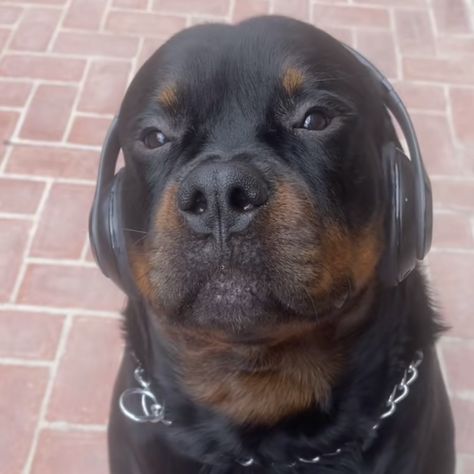 not my picture i just thought it was cute asf Dog Music, Brown Dog, Rottweiler, Music, Black