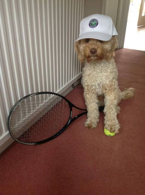 19 Tennis Club, Labradoodle, Top 50, Wimbledon, Tennis Racket, Tennis, Dogs, For Sale