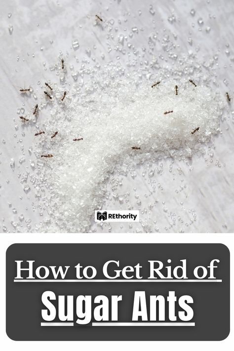 Sugar Ants How To Get Rid Of, Ants In Garden, Ant Removal, Sugar Ants, Tiny Ants, Ant Species, Ant Problem, Ants In House, Ant Infestation