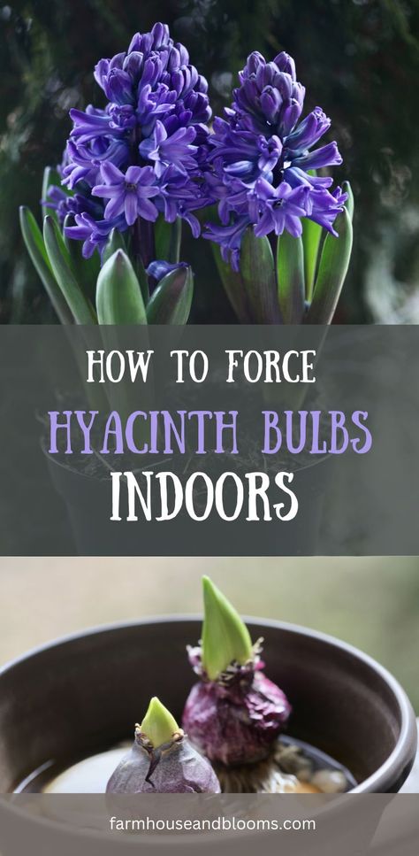 two pictures, one of hyacinth blooms, and one of hyacinth bulbs sprouting Growing Bulbs Indoors, Hyacinth Bulbs, Hyacinth Flowers, Growing Bulbs, Spring Bulbs, Winter Beauty, Propagating Plants, Fragrant Flowers, Sweet Fragrances