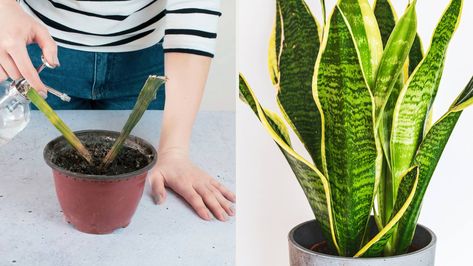 Dracaena Trifasciata, Sansevieria Trifasciata, Rooting Hormone, Snake Plants, Root Rot, Top Soil, Plant Cuttings, Plant Roots, Snake Plant