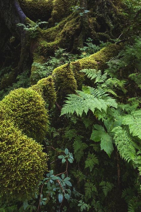 Moss Covered, Moss Garden, Landscape Designs, Airbrush Art, Forest Floor, Trik Fotografi, Green Landscape, Outdoor Wood, Alam Yang Indah