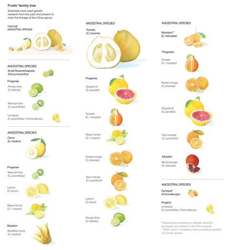 Fruit Garden, Citrus Fruit List, Unique Fruit, Fruit List, Citrus Fruits, Citrus Fruit, Culinary Arts, Om Nom, Descendants