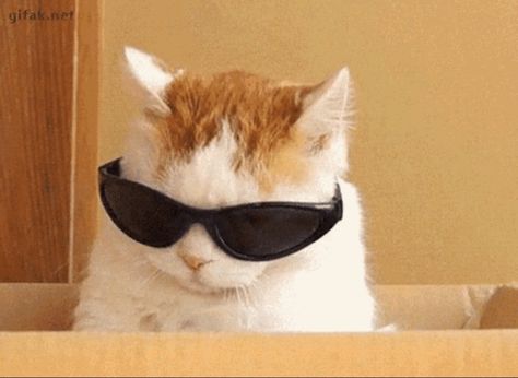 Funny Sticker, Cat Meme, World Images, Cool Sunglasses, Like A Boss, Sticker Pack, Images Gif, Ice Cream, Sunglasses