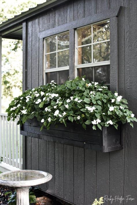 Impatiens Flowers, Comfy Cottage, Shade Annuals, Winter Window Boxes, Impatiens Plant, Front Porch Plants, Window Box Plants, Shed Windows, Black Cottage