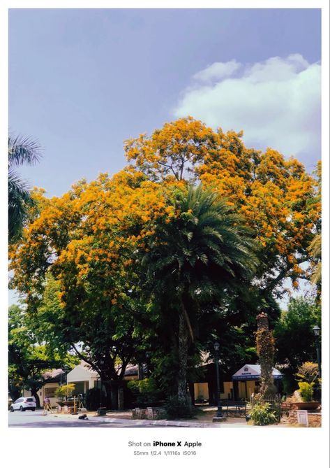 Narra Tree, Nativity