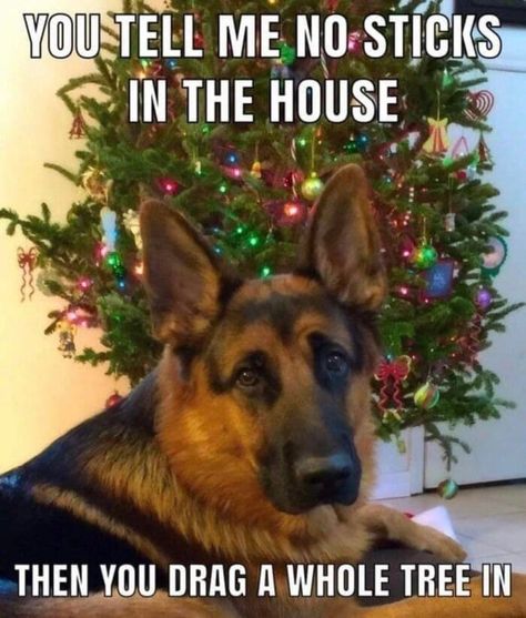 These funny Christmas memes are sure to have you chuckling like Santa all holiday season long. Best enjoyed with hot cocoa. Christmas Memes Funny, German Shepherd Funny, Facebook Quotes, Christmas Memes, Funny Dog Memes, Funny Animal Jokes, Memes Humor, Holiday Humor, German Shepherd Dog