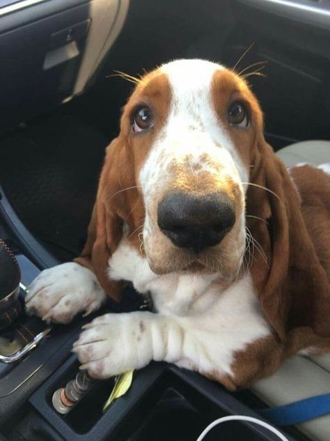 Basset Puppies, Basset Hound Puppy, Hound Puppies, Basset Hound Dog, Bassett Hound, Sweet Dogs, Hound Dog, Cute Animal Photos, Hamsters