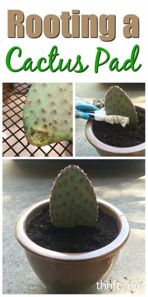 This is a guide about rooting a cactus pad. Many types of cactus propagate in nature by their ability to have a pad or segment grow into a new… Propagating Cactus, Types Of Cactus Plants, How To Grow Cactus, Types Of Cactus, Cactus Wallpaper, Cactus House Plants, Garden Cactus, Cactus Care, Cactus Planta