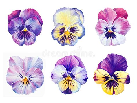 Watercolor Pansies, Hur Man Ritar Blommor, Pansy Tattoo, Illustration Botanique, 카드 디자인, Pansies Flowers, Hur Man Målar, Botanical Watercolor, Violet Flower