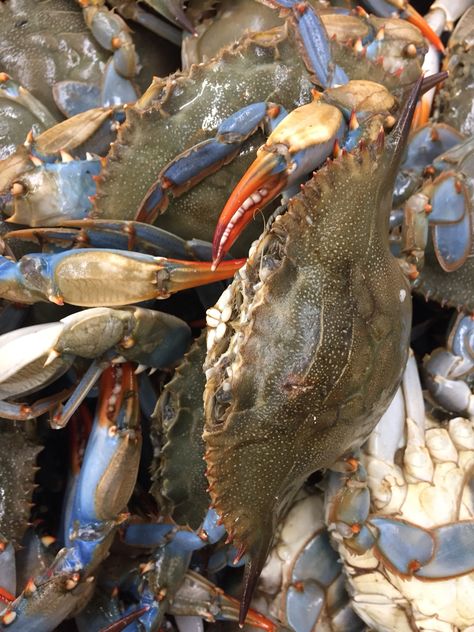 Maryland blue crabs Maryland Blue Crab, Blue Crabs, Blue Crab, Maryland, Crab, Succulent, Fish, Animals, Blue