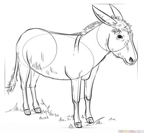 How to draw a donkey step by step. Drawing tutorials for kids and beginners. Donkey Drawing, Flower Drawing Tutorials, Drawing Tutorials For Kids, A Donkey, Horse Drawings, Plant Drawing, Step Drawing, Drawing Practice, Drawing Tutorials