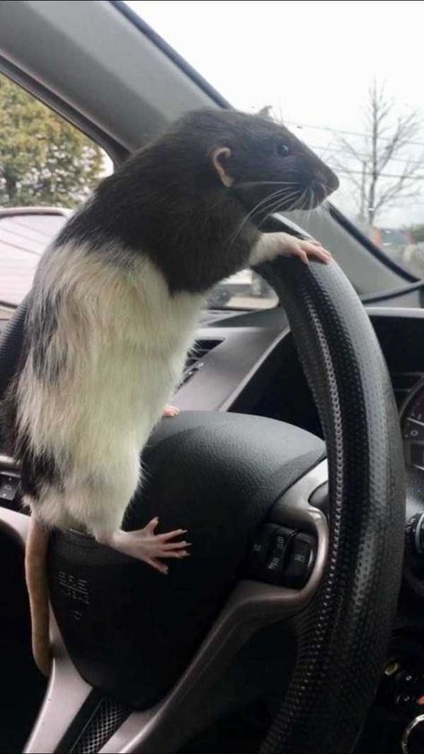 Get Ready For Funny Animals – Part 80 (46 photos) Cursed Rats Images, Rat Funny Pics, Cute Pet Rats, Rat Aesthetic, Rattus Rattus, Dumbo Rat, Baby Rats, Mouse Photos, Funny Rats