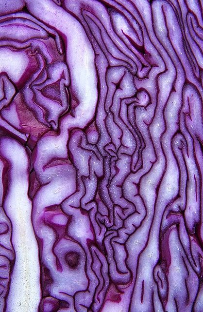 . Foto Macro, Wallpaper Texture, Texture Inspiration, Texture Photography, Art Texture, All Things Purple, Red Cabbage, Abstract Photography, Natural Forms