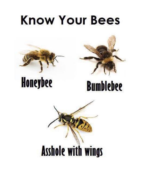 Bee Meme, Backyard Bee, Bees And Wasps, Bee Decor, Wasp, Little Critter, Bees Knees, Bugs And Insects, Twisted Humor