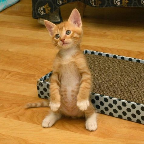 Cats Standing Up Will Make You Fall Down Laughing Tabby Kitten Orange, Poses Standing, Cat Standing, Colorful Hairstyles, Ginger Kitten, Orange Kittens, Foster Kittens, Cat Stands, Image Cat