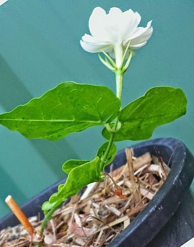 How to Propagate Arabian Jasmine Mogra Growing Jasmine, Arabian Jasmine, Jasmine Vine, Jasmine Star, Jasmine Plant, Florida Gardening, Gardening Zones, Plant Growing, Wallpaper Flower