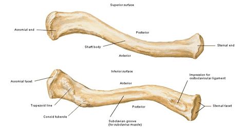 Clavicle anatomy Clavical Bone Anatomy, Clavicle Bone Anatomy, Clavicle Anatomy, Clavicle Bone, Pharmacy School Study, Limb Anatomy, Anatomy Diagrams, Upper Limb Anatomy, Sternocleidomastoid Muscle