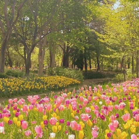 Pink, Flowers, Yellow, Trees, Tulips, Tulips Garden, Pink And Yellow, Yellow Flowers