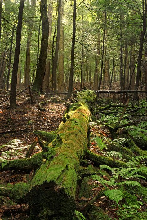 Forrest H. Dutlinger Natural Area (Revisit) (10) | by Nicholas_T British Forest, Natural Forms Gcse, Forest Ecosystem, Earthy Aesthetic, Natural Scenery, Natural Environment, Wildlife Art, Landscape Art, Beautiful Nature