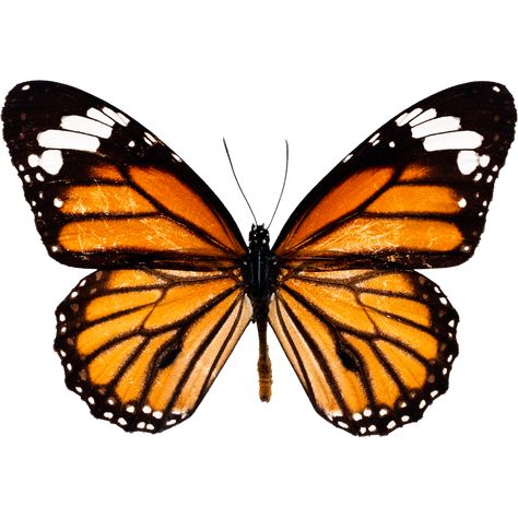 Monarch Butterfly Illustration, Orange Monarch Butterfly, Butterfly Png, Photo Clipart, Butterfly Illustration, Butterfly Clip Art, Butterfly Drawing, Free Photoshop, Creative Drawing