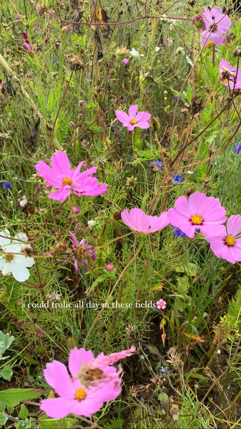 Flower Field Instagram Captions, Flower Ig Story Ideas, Instagram Flower Story Ideas, Flowers Story Ideas, Flower Instagram Story Ideas, Flowers Aesthetic Instagram Story, Instagram Story Ideas Pink, Garden Instagram Story, Flowers Aesthetic Captions