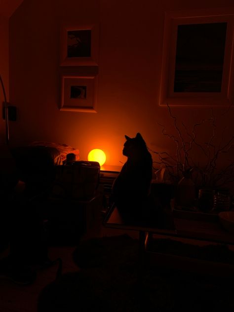 black cat halloween spooky season witchcraft coven october Cat Widget, Scary Cats, Black Cat Spooky, Spooky Cats, Wcue Morph, Spooky Cat, Scary Cat, Orange Hues, Photo Candles