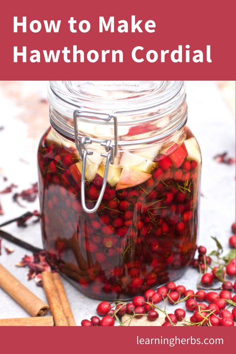 Cordial Recipes, Medicinal Herbs Remedies, Cordial Recipe, Wild Food Foraging, Foraging Recipes, Homemade Soda, Healing Tea, Foraged Food, Herbal Drinks