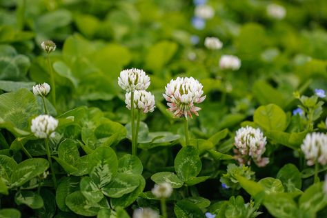 Green Mulches: Feed Your Soil This Fall - http://www.harryhelmet.com/green-mulches-feed-your-soil-this-fall?utm_source=cliffarobinson&utm_medium=Sendible&utm_campaign=RSS Ground Cover Lawn Alternative, Ground Cover Lawn, White Dutch Clover, Lawn Alternative, Food Plots For Deer, Clover Lawn, Clover Plant, Perennial Ground Cover, Clover Seed