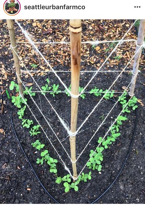 Home Veggie Garden, Veggie Garden Layout, Pea Trellis, Plantarea Legumelor, Indoor Plant Trellis, Diy Garden Trellis, Backyard Vegetable Gardens, Garden Veggies, Veg Garden