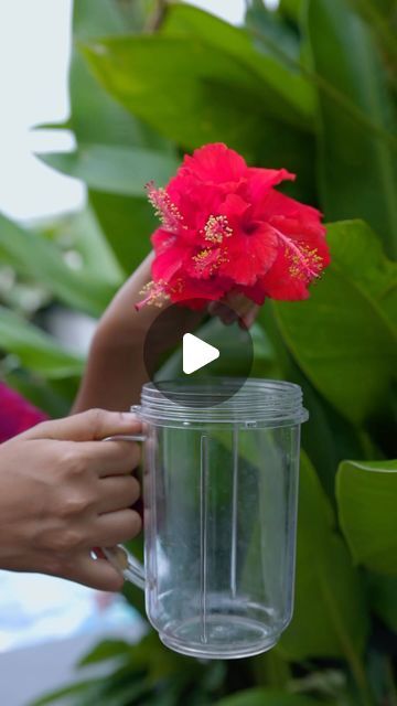 Secret Haircare on Instagram: "DIY Hibiscus hair mask has everything you need for long, smooth & shiny hair.  🌺Hibiscus flower and 🍃leaves restores hair elasticity & helps your hair grow. 🌿 Curry leaves prevents hair thinning and hair fall.  ✨ Aloe vera gel & curd restores moisture and adds shine. #secrethairoil #secrethaircare #hibiscus #hibiscus🌺 #hairmasknatural #hairmasks #hairmask #hairgrowthtips #naturalhaircare #smoothhair #shinyhair #longhair #naturalhaircareproducts #homeremedies #hairgoal #goodhairdays #curryleaves #aloeveragel" Amla And Hibiscus Hair Mask, Hibiscus Flower Hair Mask, Hairmask Diy Shiny Hair, Soft Silky Hair Mask, Best Hair Masks For Hair Growth, Hibiscus Flower For Hair, Curd Hair Mask, Moisturizing Hair Mask Diy, Hibiscus For Hair Growth