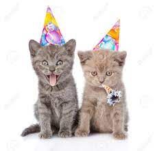 Birthday Kitten Party! Cat Therapy Is Turning 2! - The Santa Barbara Independent Party Cat, Kitten Party, Therapy Cat, Kitten Birthday, Cat Birthday Party, Happy Birthday Messages, Cat Icon, Baby Kittens, 6th Birthday Parties