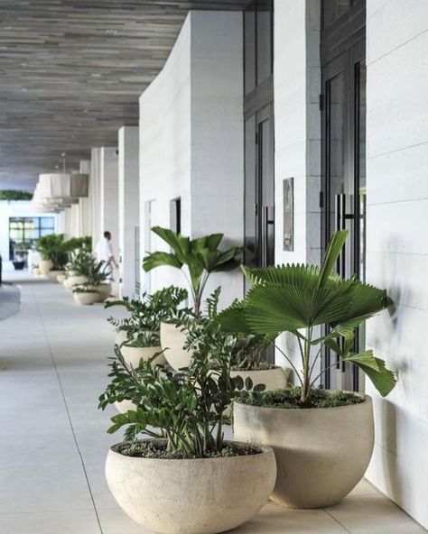 Pot grouping. Verandah inspo. Pots On Balcony, Boho Planters, نباتات منزلية, Potted Plants Outdoor, Drought Tolerant Landscape, 1 Hotel, Have Inspiration, Outdoor Pots, Concrete Planters