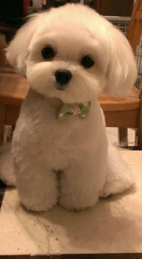 Haircut Styles, Anjing Maltese, Cele Mai Drăguțe Animale, Dog Haircuts, Psy I Szczenięta, Maltese Puppy, Maltese Dogs, Shih Tzu Puppy, Teacup Puppies