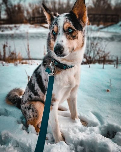 Husky X Australian Shepherd, Husky Cross Breeds, Australian Shepherd Husky, Australian Cattle Dog Mix, Different Dog Breeds, Dog Remedies, Sheep Dog, Australian Shepherd Mix, Aussie Dogs