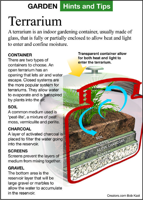 Making a Terrarium Terrarium Layers, Making A Terrarium, Self Sustaining Terrarium, Best Terrarium Plants, Closed Terrarium Plants, Plant Lessons, Tropical Terrariums, Build A Terrarium, Open Terrariums