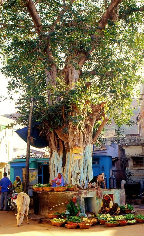 Local produce Vegetable market, Dungarpur Rajasthan, India South Indian Village Photography, Hast Rekha, Indian Palmistry, Memory Drawing, Mother India, Backpacking India, Amazing India, Village Photos, Painting Reference