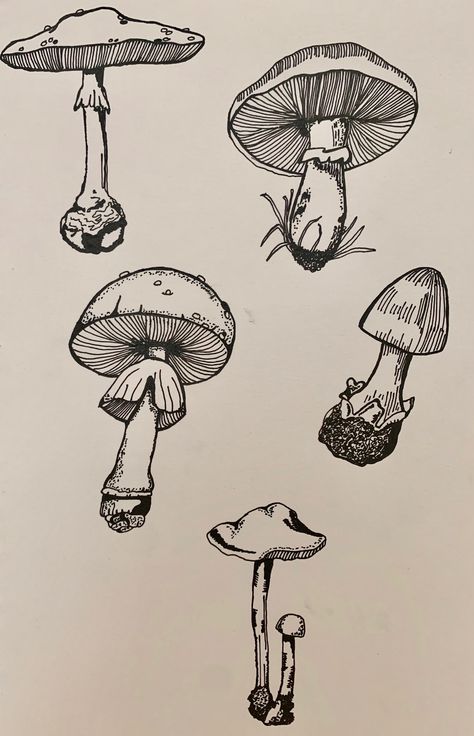 Mushroom Drawing Line Art, Dainty Mushroom Drawing, Line Art Detailed, Mushroom Drawing Detailed, Pen Mushroom Drawing, Mushroom Art Tattoo, Mashrom Drawing Ideas, Mushroom Ink Drawing, Realistic Mushroom Drawing