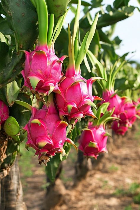 "🌵🌺 Dragon fruit is a stunning and delicious addition to any garden, and the best part is—you can grow it right at home! With these tips, you'll learn how to cultivate this exotic beauty, from choosing the right variety to providing the perfect growing conditions. Whether you're an experienced gardener or a beginner, growing dragon fruit is a rewarding and eye-catching way to enhance your space. 😋🌿 #GrowingDragonFruit #ExoticGardening #TropicalPlants #HomeGarden" Growing Dragon Fruit, Dragon Fruit Flower, How To Grow Dragon Fruit, Ganesha Art Illustration, Dragon Fruits, Dragon Fruit Plant, Strange Flowers, Ganesha Art, Carnivorous Plants