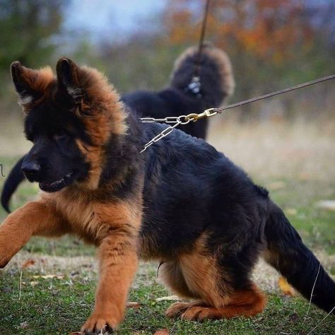 Red German Shepherd, Baby German Shepherds, Bully Breeds Dogs, Indian Quotes, Most Popular Dog Breeds, Gsd Puppies, Shepherd Puppy, Cute Dog Pictures, Shepherd Dogs