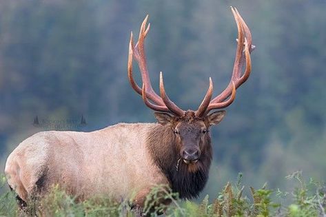 Roosevelt elk Roosevelt Elk, Cow Elk, Elk Pictures, Bull Elk, Albino Animals, List Of Animals, Olympic Peninsula, Olympic National Park, The Shot