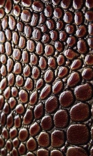 This shows both patterns and texture in it. They are repeating circles, but each one is a little different with the texture and lighting. Corealine Texture Inspiration, Art Texture, Materials And Textures, Animal Skin, Natural Forms, Surface Textures, Patterns In Nature, Color Textures, An Animal