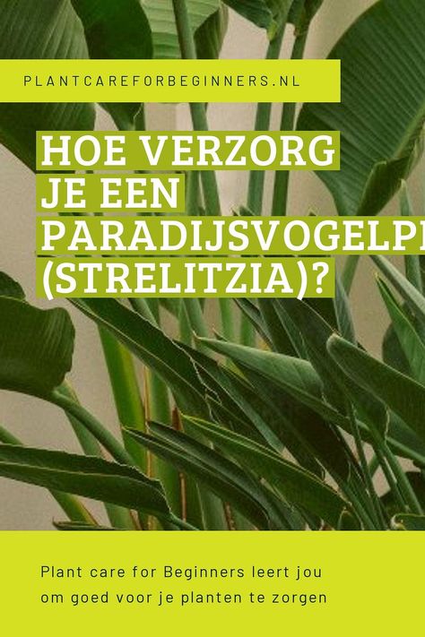 De paradijsvogel is een van de bekendste tropische kamerplanten. Verrassend genoeg is het vrij gemakkelijk om deze plant te verzorgen. In deze plantenverzorgingsgids gaan we uitzoeken hoe je deze mooie en snelgroeiende tropische kamerplant het beste kunt verzorgen. Strelitzia Plant, Plant Care, Plant Leaves, Van, Plants